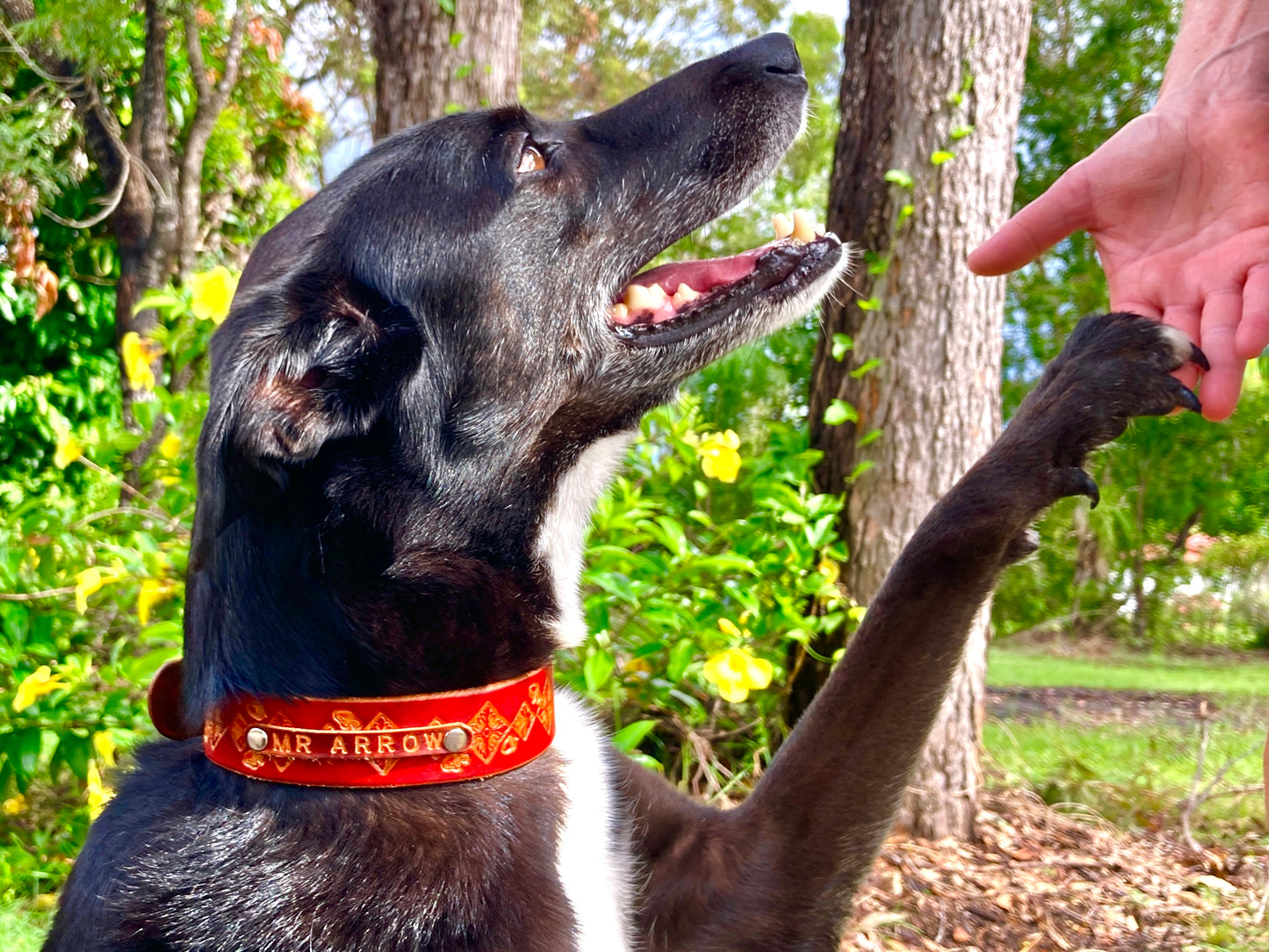 Nature inspired leather dog collars