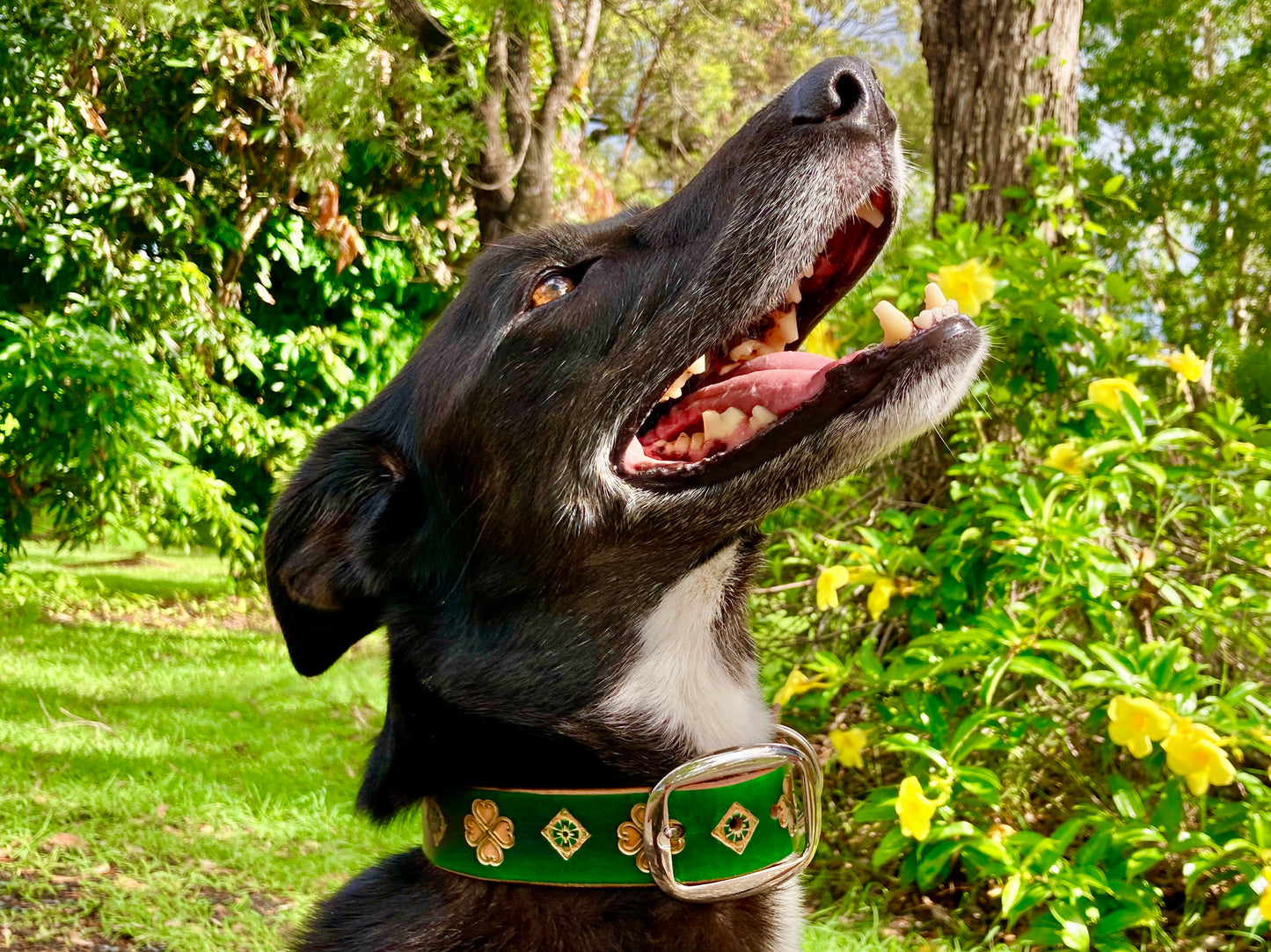 Nature inspired leather dog collars