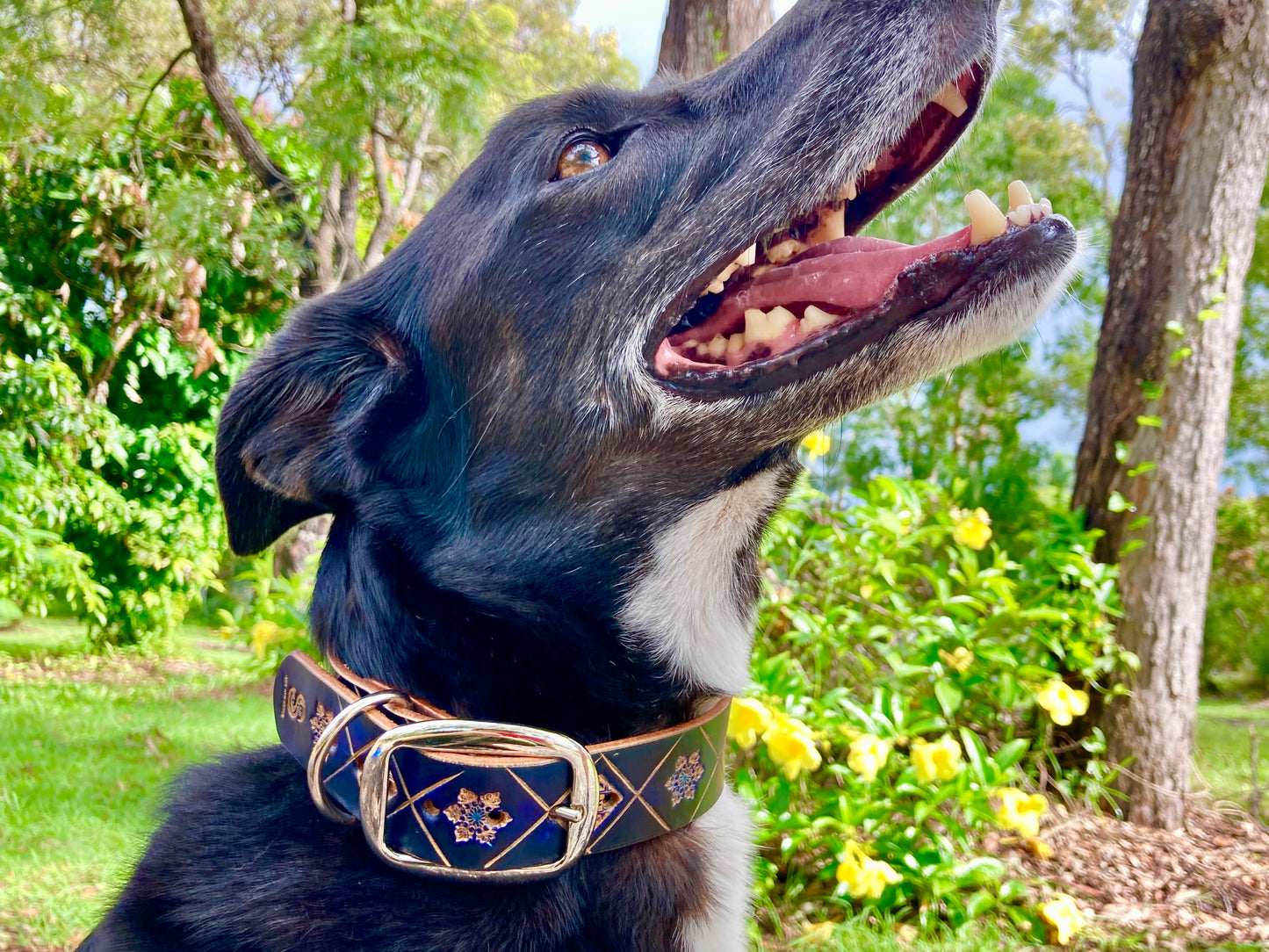 Nature inspired leather dog collars