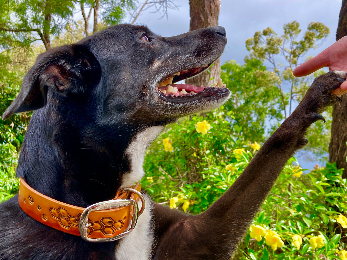 Nature inspired leather dog collars