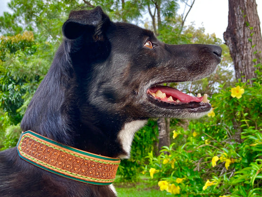 "Celtic knots" Hand carved double layered dog collar - Medium - Large