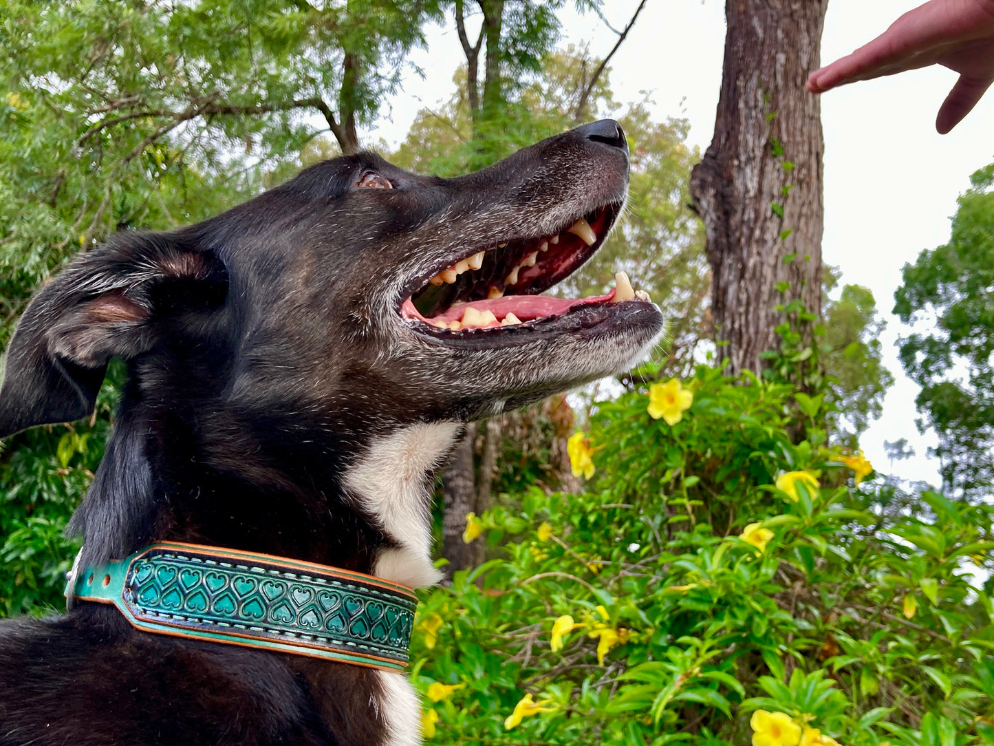 "Love heart Inlay" Hand carved double layered dog collar - Medium - Large