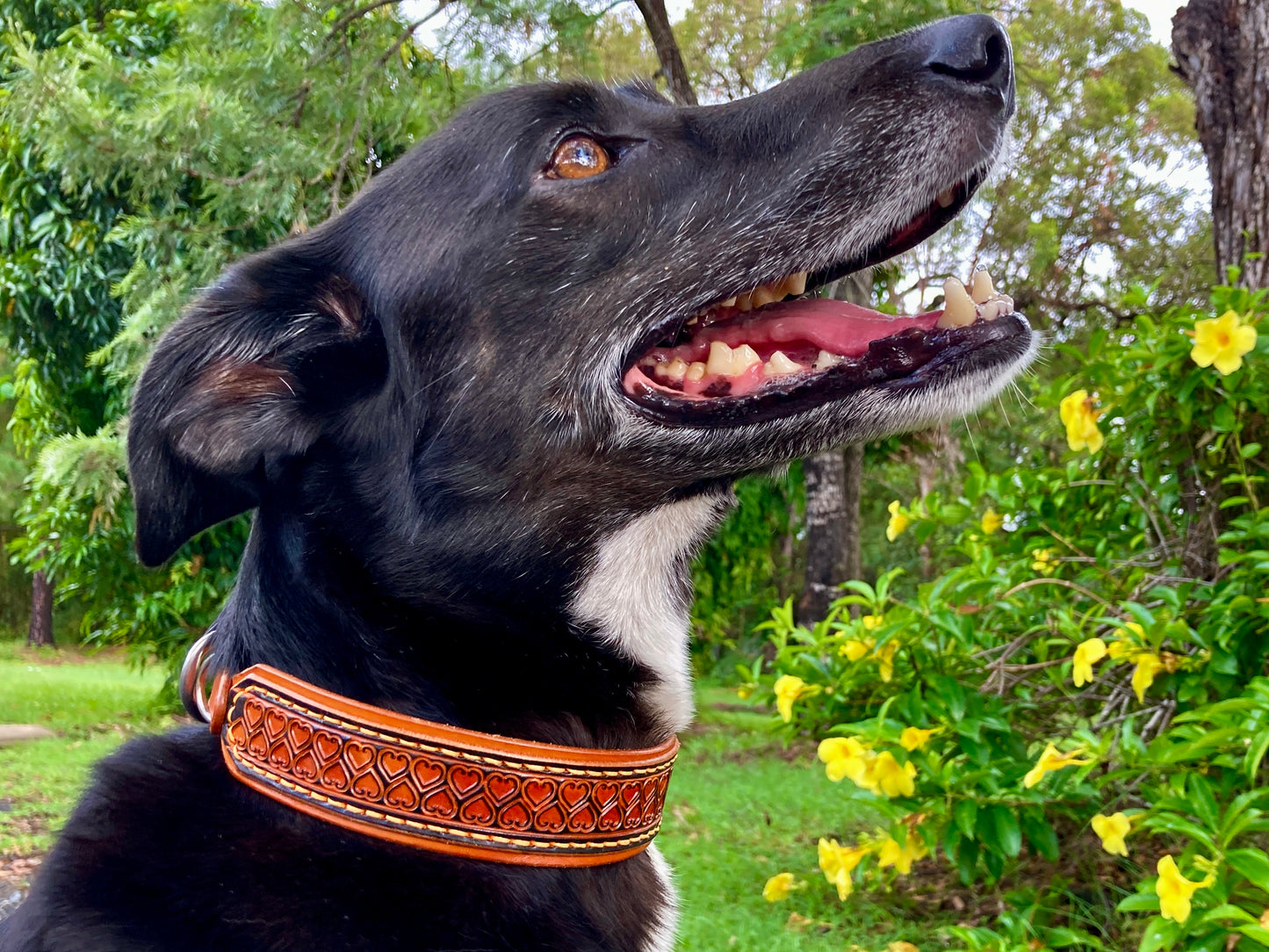 "Love heart Inlay" Hand carved double layered dog collar - Medium - Large