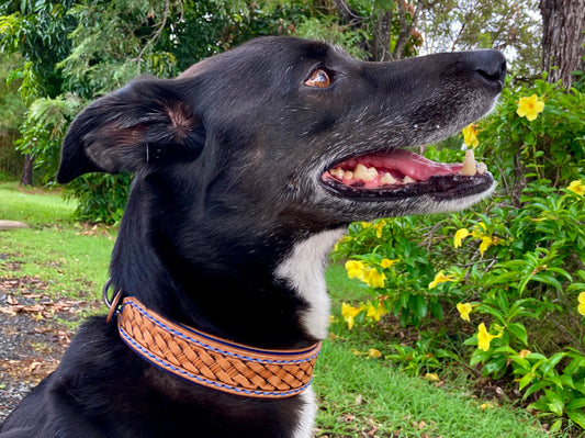 "Basket Weave" Hand carved double layered dog collar - Medium - Large