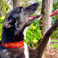 Nature inspired leather dog collars
